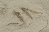 Beetle, Crane Fly, and Horsetail Fossil Plate - Utah #213892-2